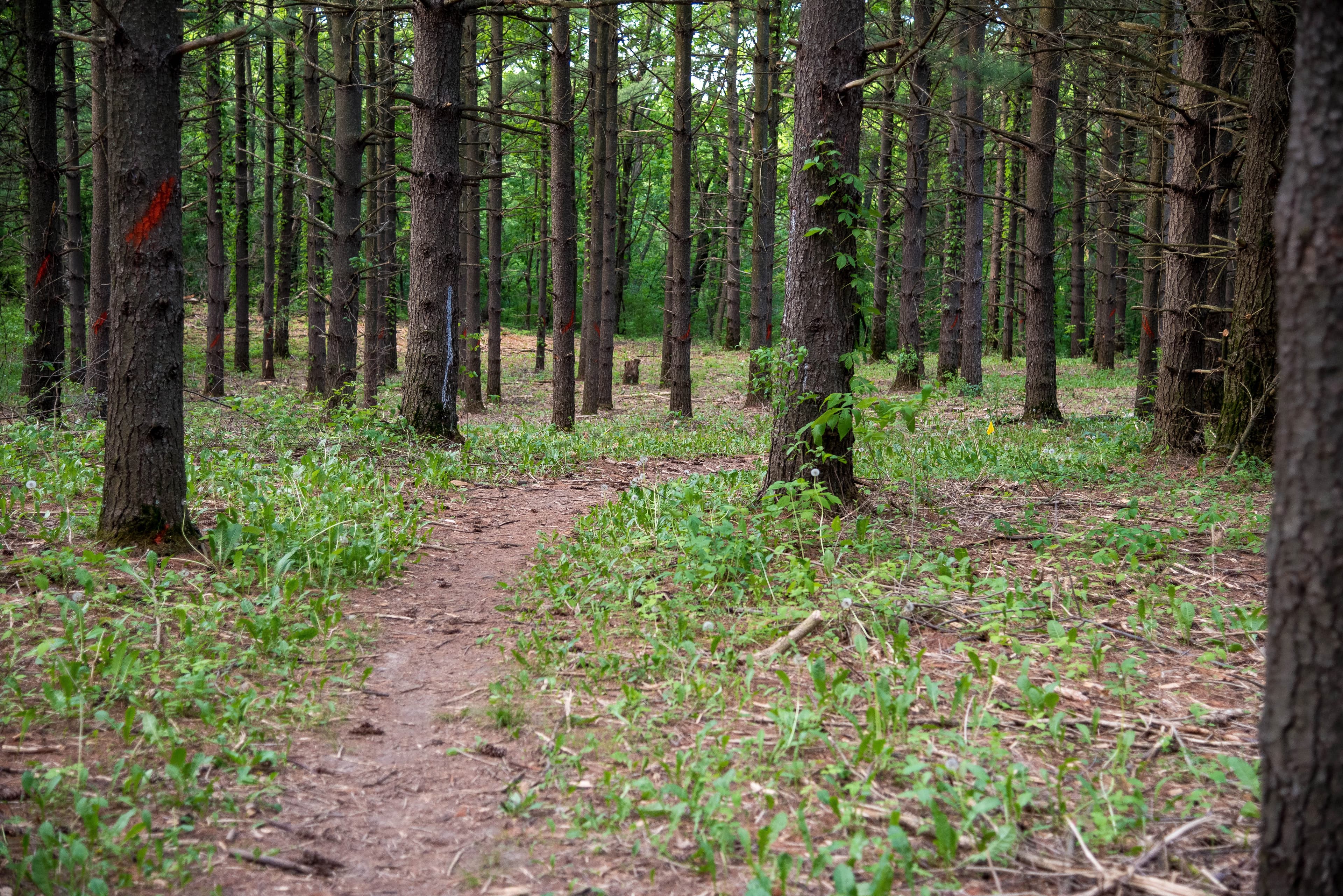 Sunlight filtering through a Wisconsin pine woodland beside a trail